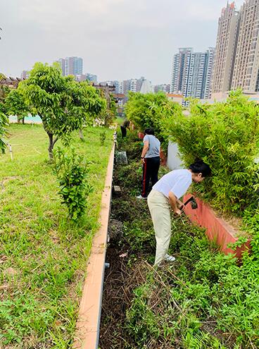 我为群众办实事 ——楼顶花园绿化护理 我为群众办实事 ——楼顶花园绿化护理