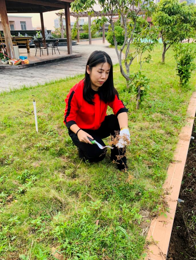 我为群众办实事 ——楼顶花园绿化护理 我为群众办实事 ——楼顶花园绿化护理