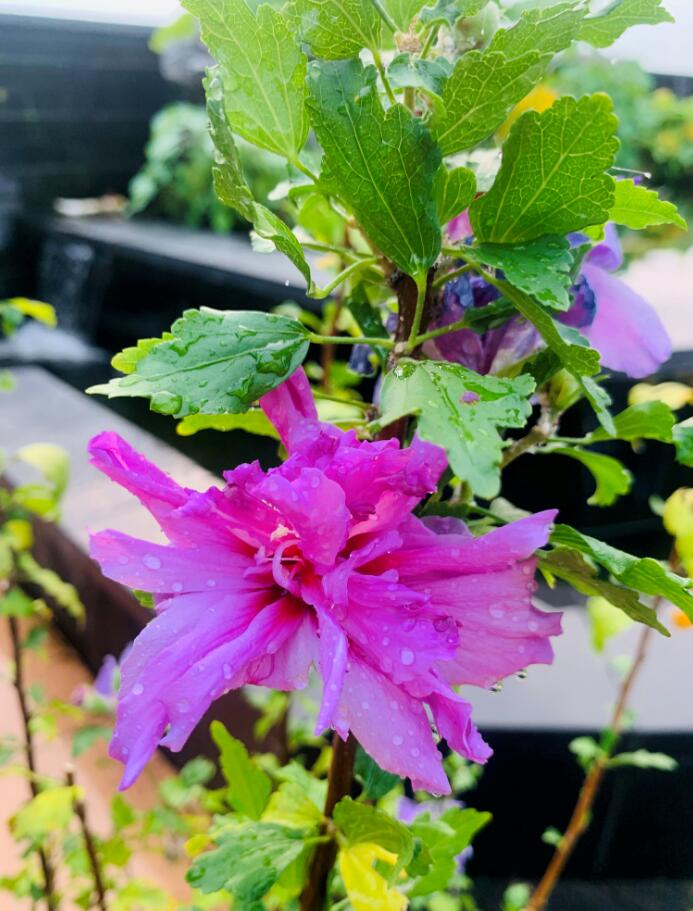 我为群众办实事 ——楼顶花园绿化护理
