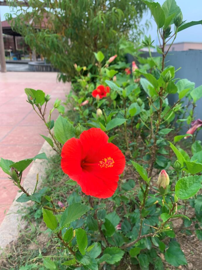 我为群众办实事 ——楼顶花园绿化护理